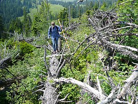 Felderhebungen durch Kathrin Kramer  in einer stark überwachsenen Sturmfläche (Foto: H. Bachofen, 2010). 