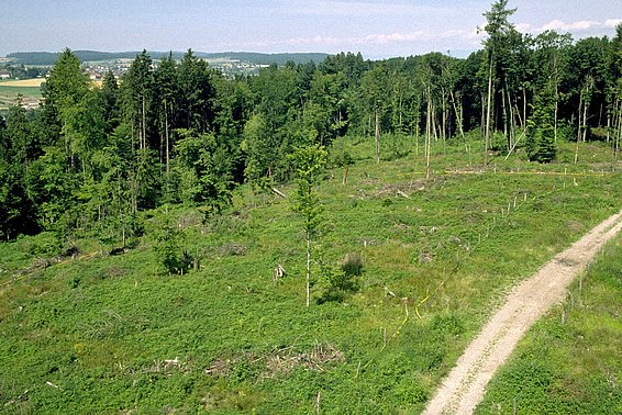 Geräumte und mit Eichen bepflanzte Fläche in Urtenen-Schönbühl (BE), 2002. Lichtliebende Arten wie Himbeeren, Brombeeren, Hohlzahn, Binsen und Gräser dominieren zunächst in der Vegetation. (Foto: Ulrich Wasem)