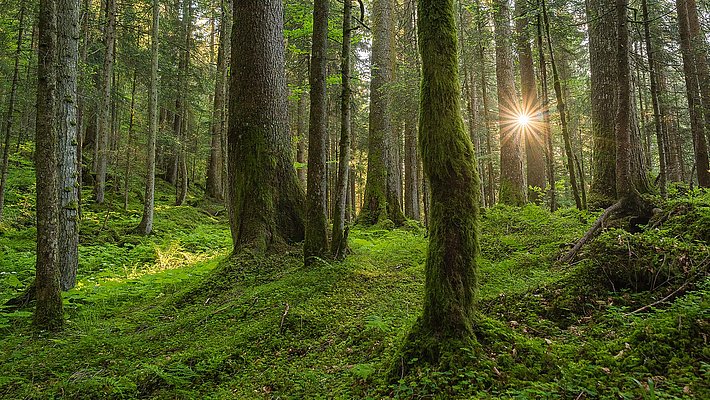 Der Wald erfüllt viele Funktionen für Mensch und Umwelt. (Foto: Simon Speich)