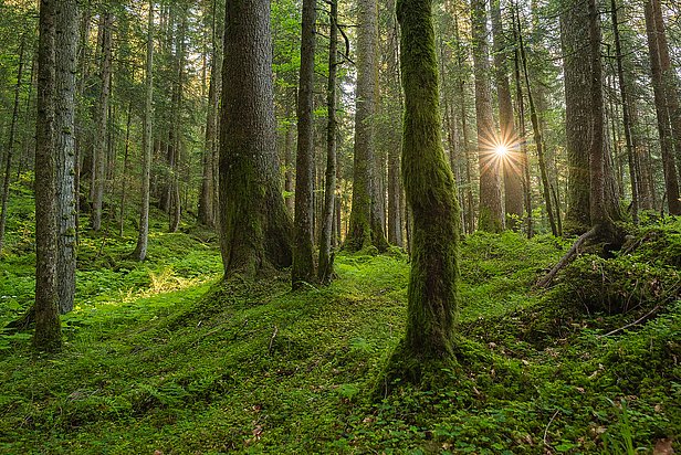 Der Wald erfüllt viele Funktionen für Mensch und Umwelt. (Foto: Simon Speich)