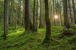 Der Wald erfüllt viele Funktionen für Mensch und Umwelt. (Foto: Simon Speich)