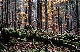 Extreme Wetterereignisse haben die Menge an Totholz erhöht, was vielen Waldorganismen zu Gute kommt. (Foto: Markus Bolliger)