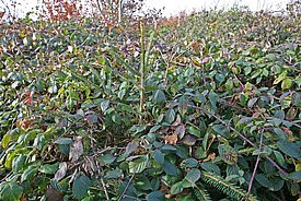 Gepflanzte Fichte in einer eingezäunten Versuchsfläche, überwuchert durch Brombeeren. (Foto: Ulrich Wasem)