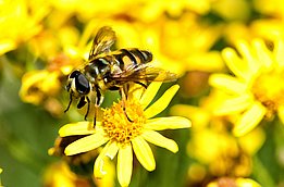 Eine vielfältige Insektenfauna ist für die Bestäubung von Pflanzen wichtig. (Foto: Markus Bolliger)