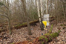 Insektenfalle im noch unbelaubten Wald auf einer Windwurffläche in Habsburg (AG), die nach dem Sturm nicht geräumt wurde, 20 Jahre nach Lothar. (Foto: Beat Wermlinger, WSL) 